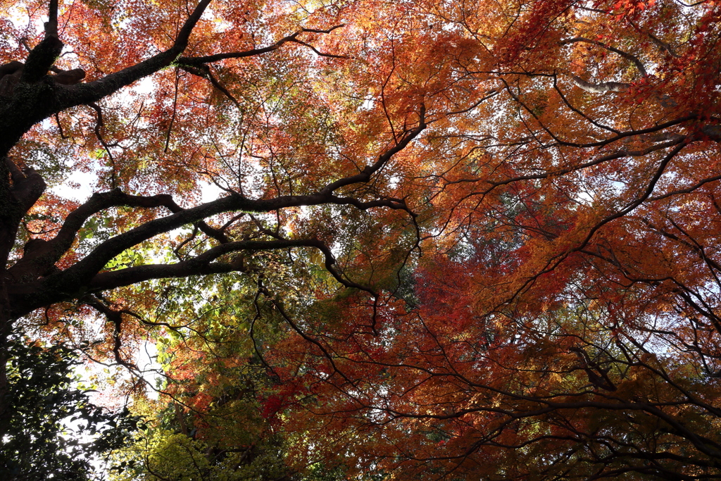 紅葉