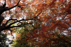 紅葉