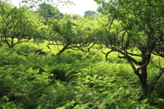 緑あざやか