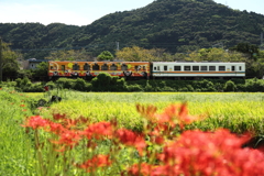 おれんじ鉄道・秋