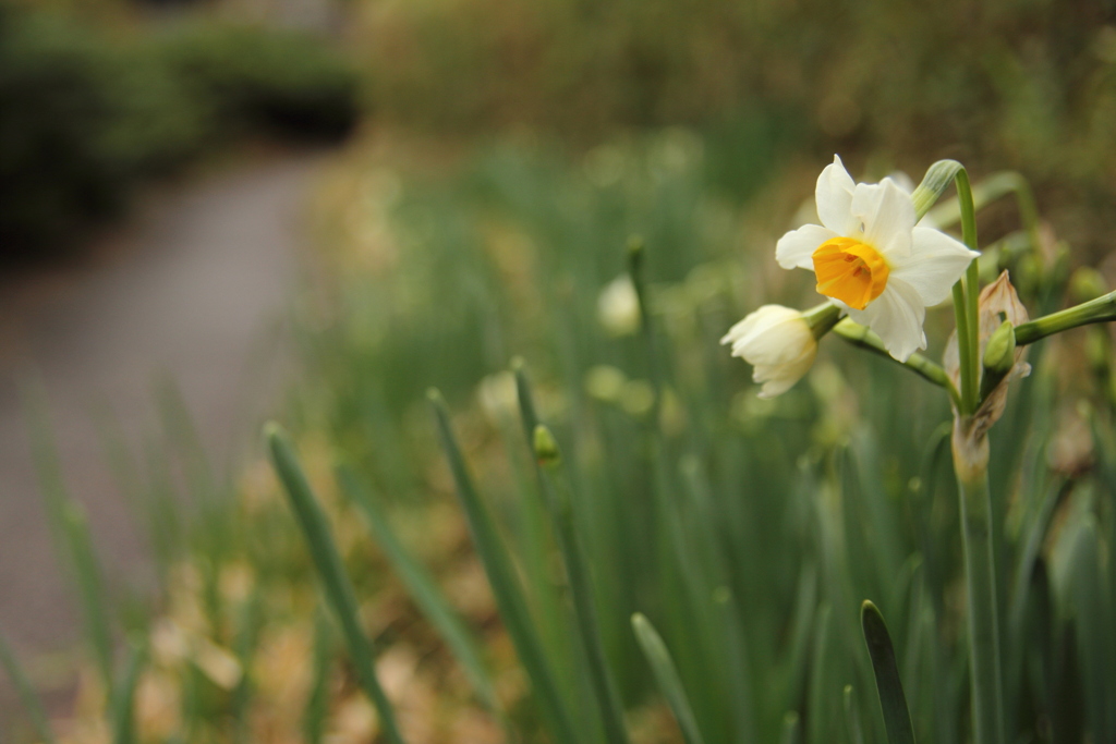 水仙咲き出す