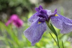 花菖蒲