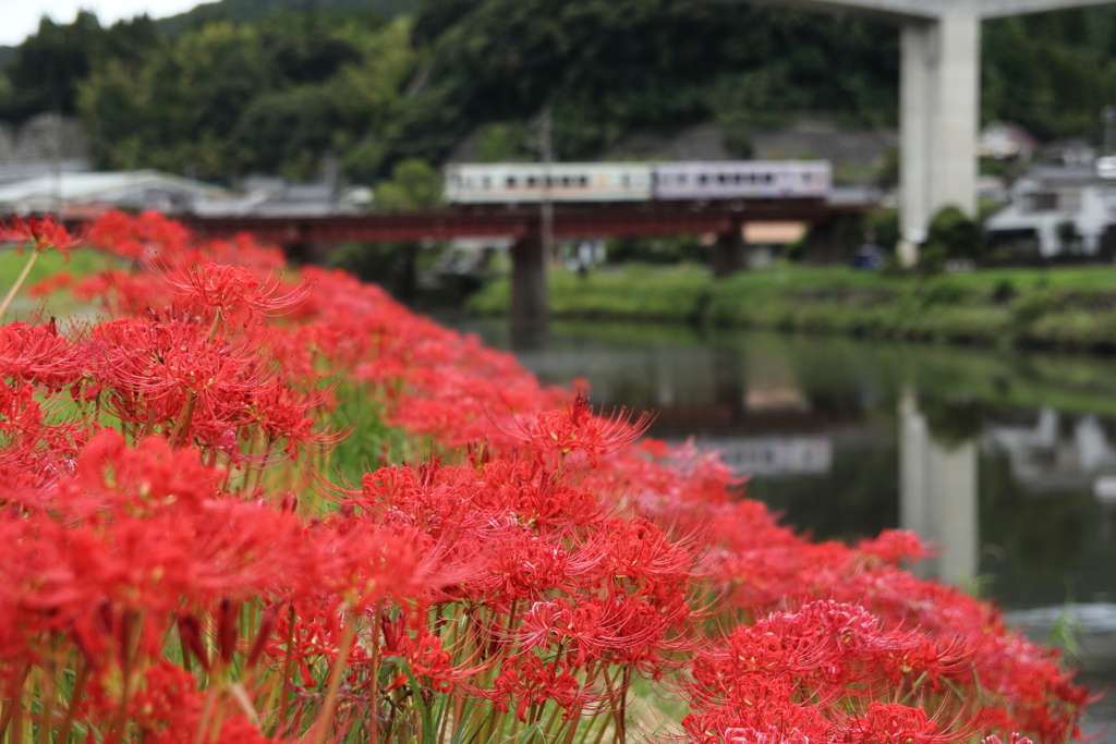 彼岸花満開