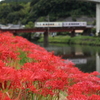 彼岸花満開