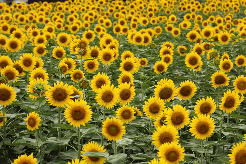 夏の花ひまわり
