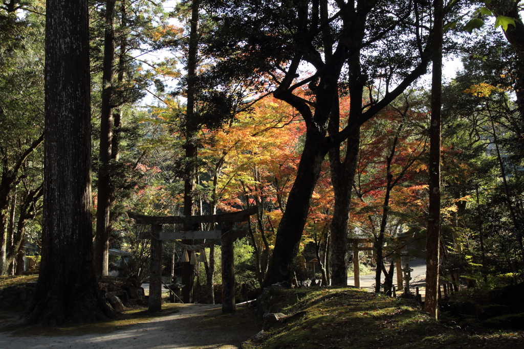 神社の紅葉