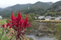 雨の日ケイトウ