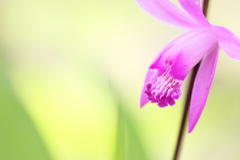 春の花シラン