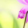 春の花シラン