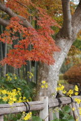 紅葉とツワブキ