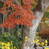 紅葉とツワブキ