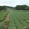 秋の茶畑