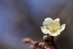 梅の花