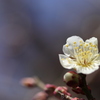 梅の花