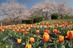 チューリップと桜