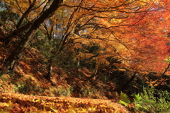 遅れた紅葉