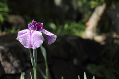 花菖蒲咲き出す
