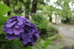 紫陽花（神社）