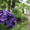 紫陽花（神社）