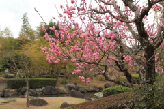 梅の花