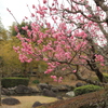 梅の花