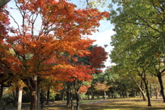 エコパーク水俣の紅葉
