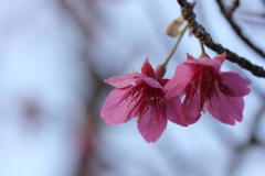 寒緋桜がちらほら