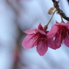 寒緋桜がちらほら
