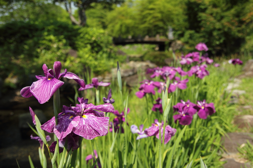 花菖蒲