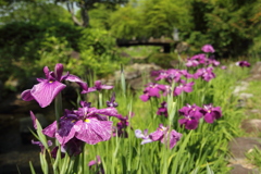花菖蒲
