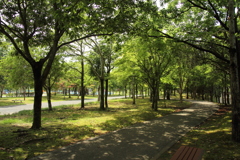 木陰は涼しい