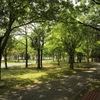 木陰は涼しい