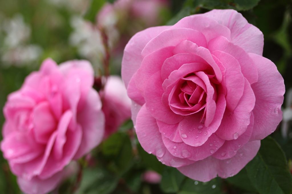 雨上がりの薔薇