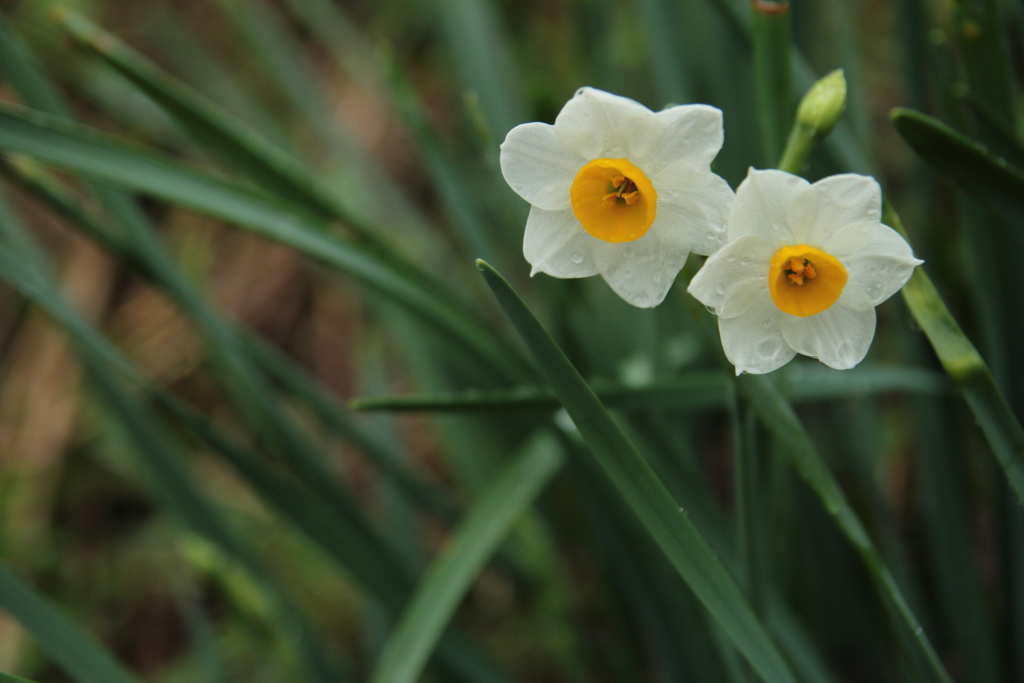 咲き出した水仙