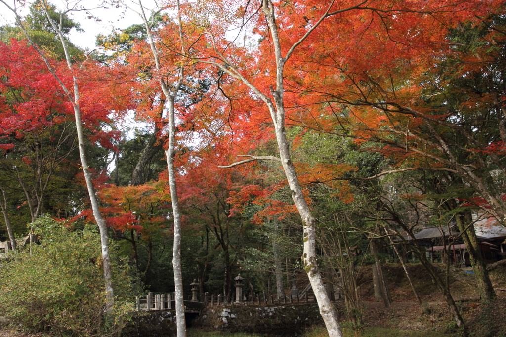 水俣 住吉神社の紅葉