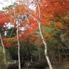 水俣 住吉神社の紅葉
