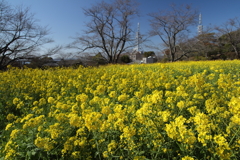 中尾山の菜の花