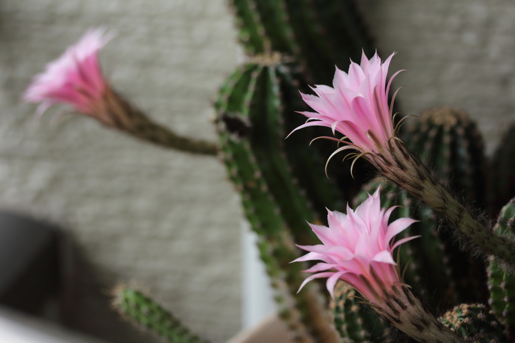 サボテンの花