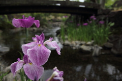 花菖蒲