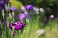 花菖蒲