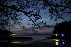 夜桜