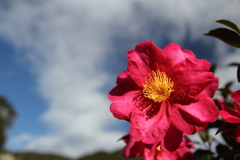 山茶花