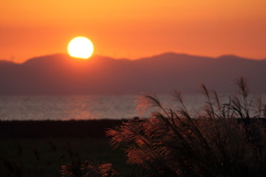 すすきと夕日