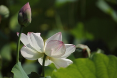 暑い夏の蓮