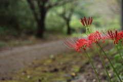 遊歩道の彼岸花