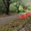 遊歩道の彼岸花