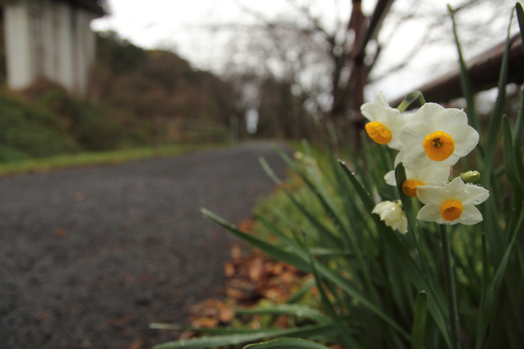 あちこち水仙