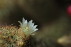 サボテンの花