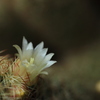 サボテンの花