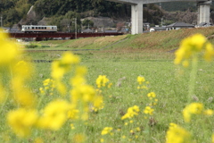 おれんじ鉄道と春